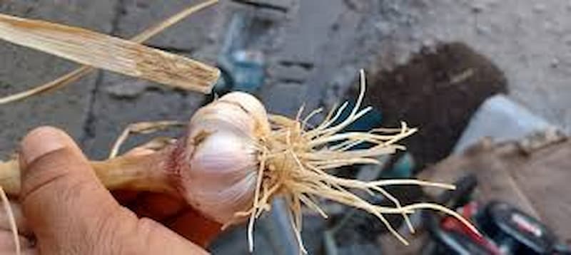 سیر قرمز کرمان رنگ و طعمی خاص برای آشپزی منحصر به فرد